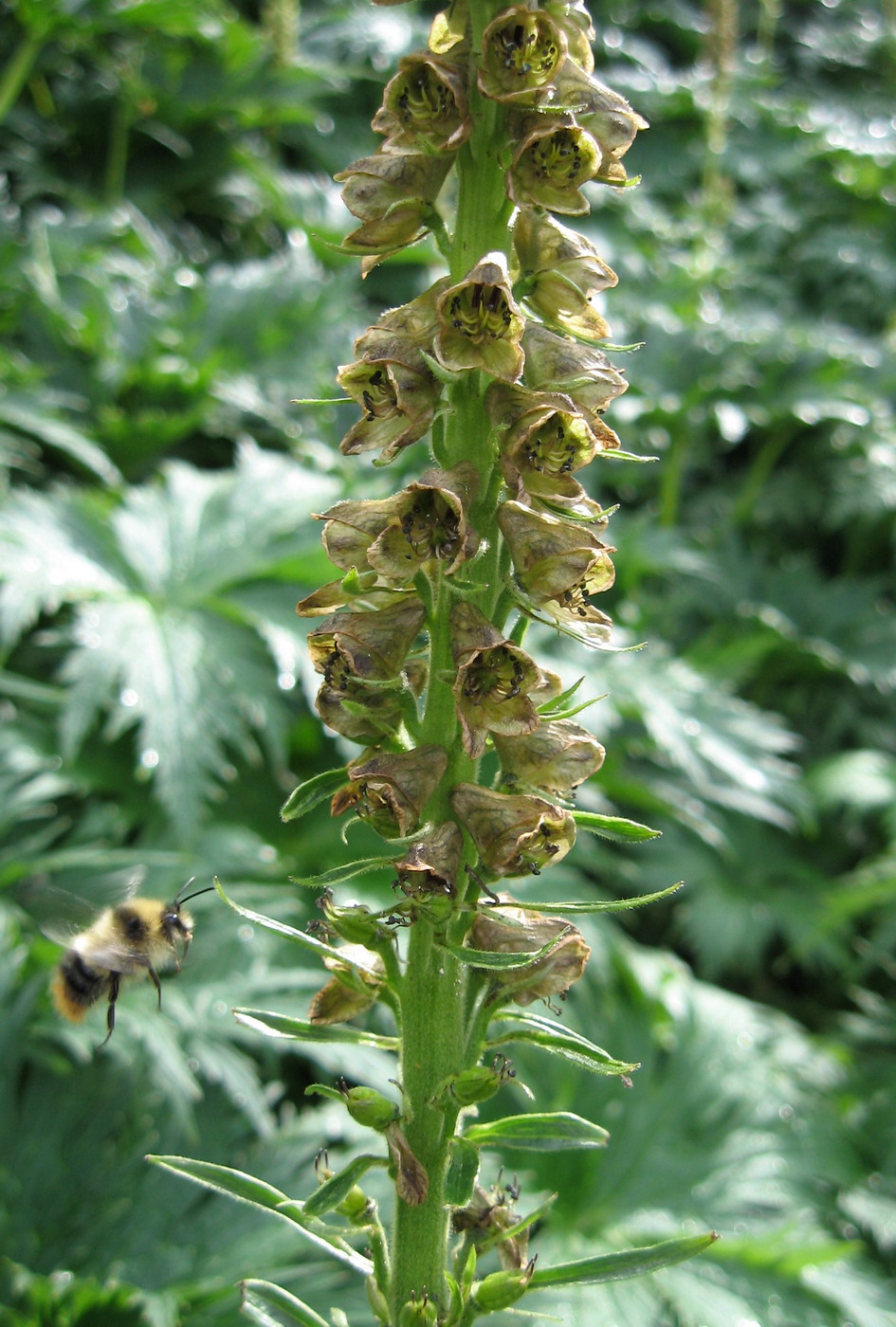 Изображение особи Aconitum sajanense.