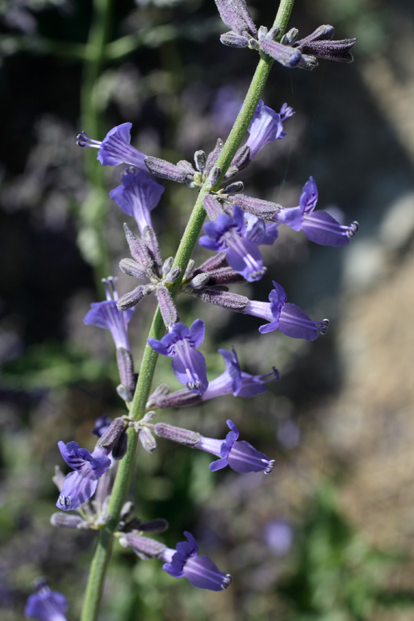 Изображение особи Perovskia scrophulariifolia.