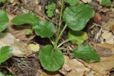 Pyrola minor