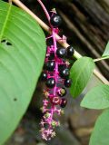 Phytolacca americana. Соцветие с плодами и часть побега с листьями. Кавказ, Сочинский р-н, 10 км В пос. Лазаревское, окр. пос. Татьяновка. 28 сентября 2005 г.