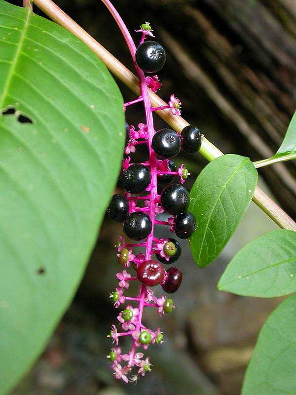 Изображение особи Phytolacca americana.