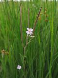 Epilobium palustre