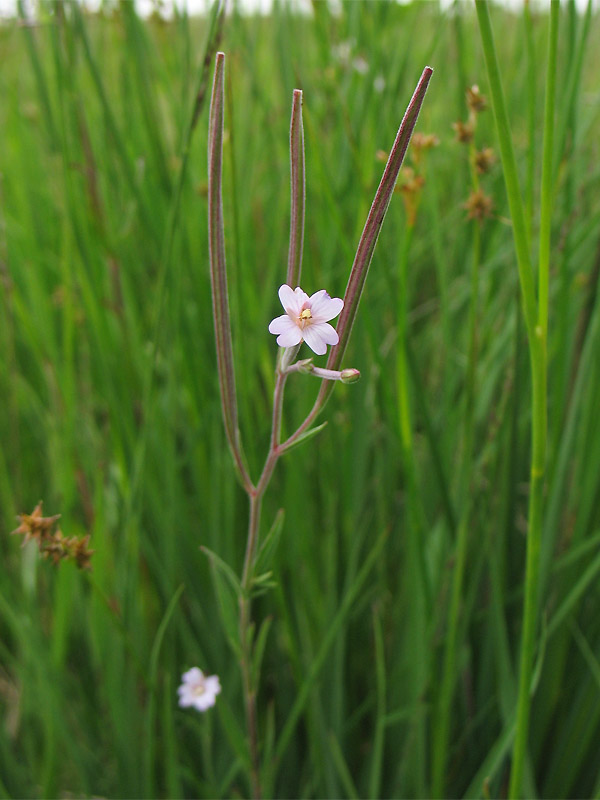 Изображение особи Epilobium palustre.