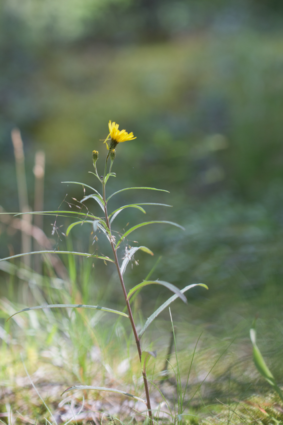 Image of Hieracium umbellatum specimen.