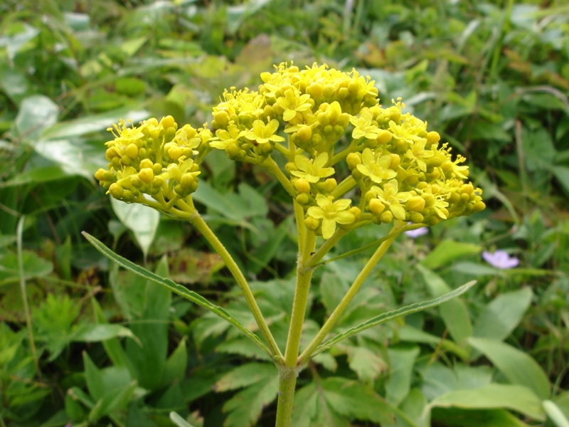 Image of Patrinia scabiosifolia specimen.