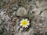 Taraxacum leucanthum