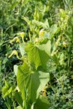 Aristolochia clematitis