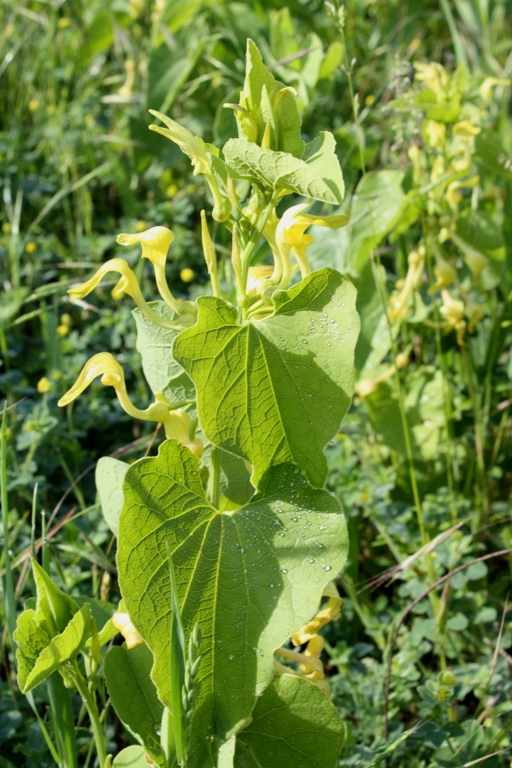 Изображение особи Aristolochia clematitis.