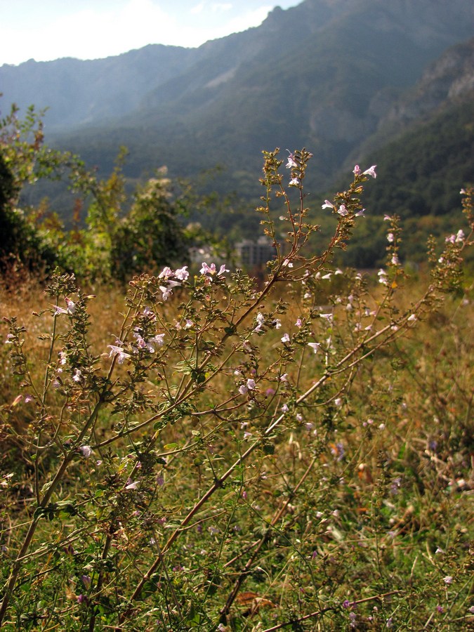 Image of Clinopodium spruneri specimen.