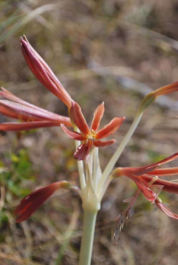 Image of Ungernia sewerzowii specimen.