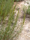 Artemisia salsoloides