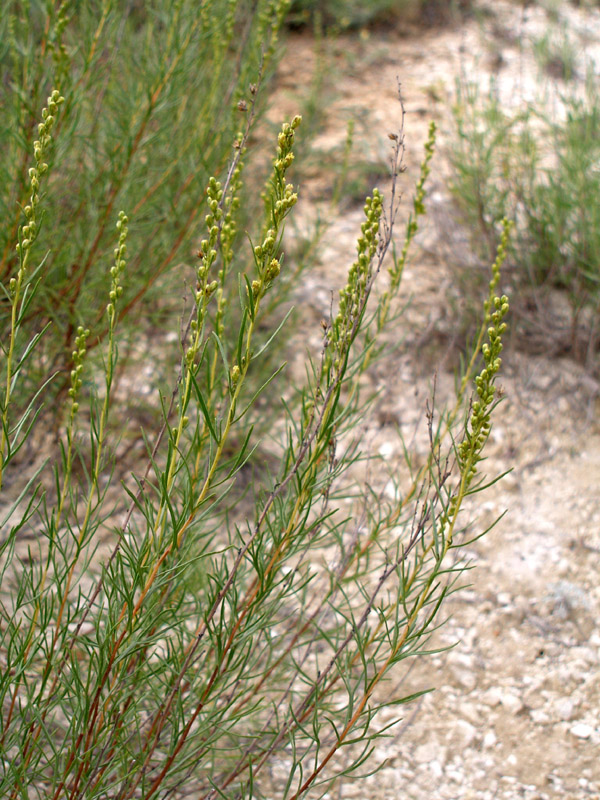 Image of Artemisia salsoloides specimen.