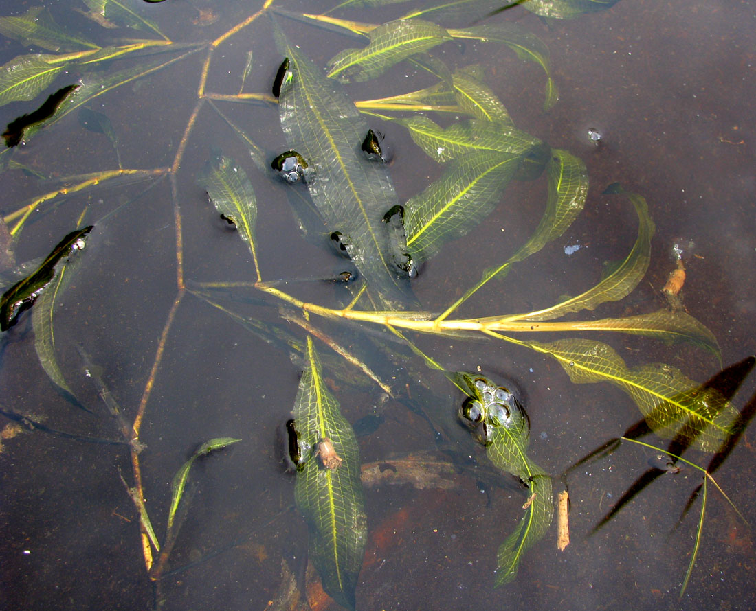 Image of Potamogeton lucens specimen.