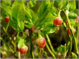 Vaccinium myrtillus. Цветущие растения. Нижегородская обл., Первомайский р-н, Мордовский бор. 15 мая 2009 г.