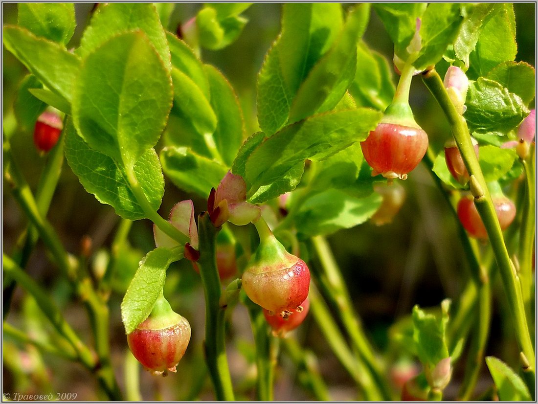 Image of Vaccinium myrtillus specimen.