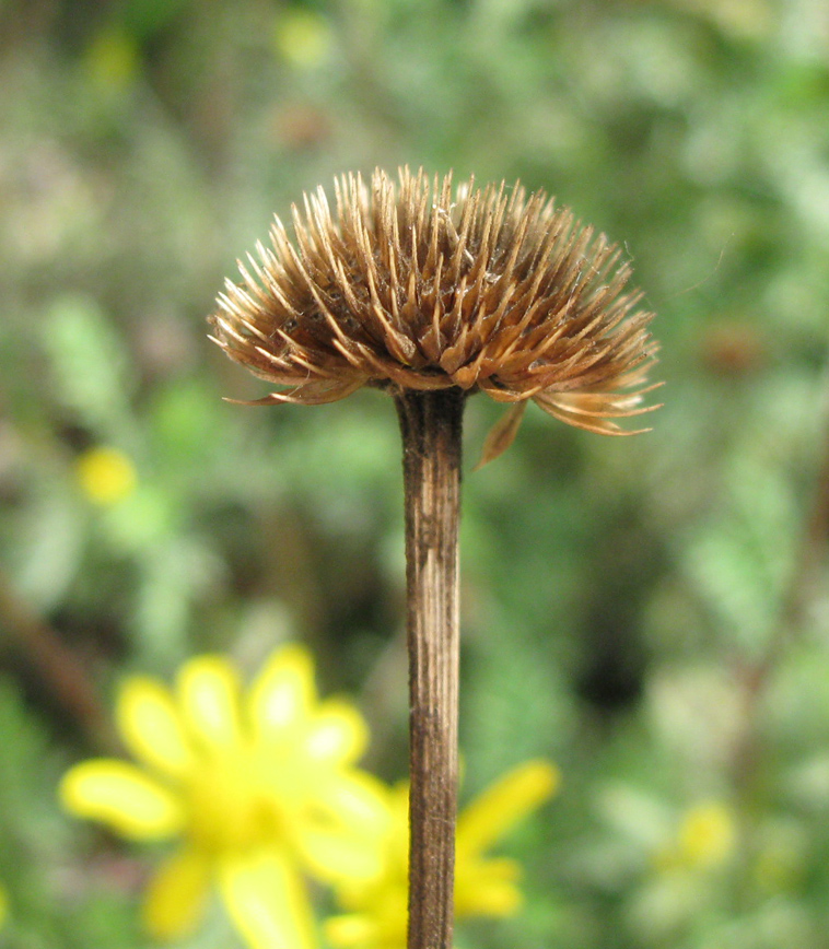 Изображение особи Anthemis tinctoria.