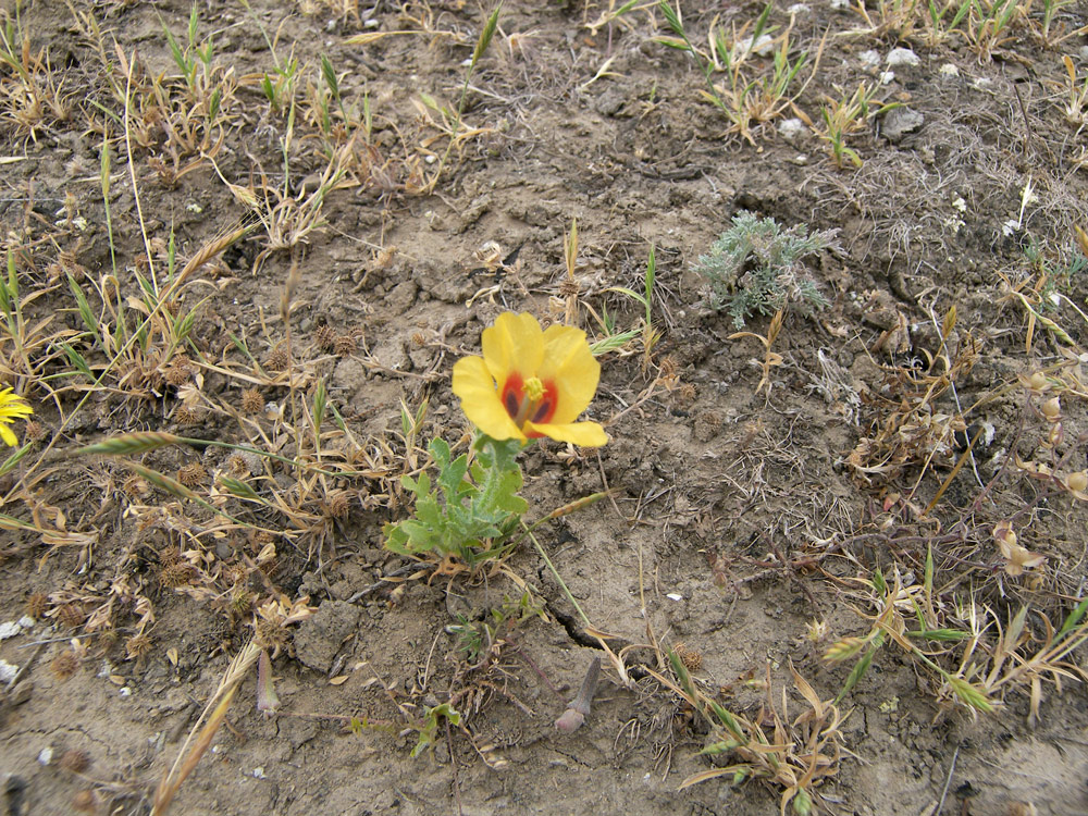 Изображение особи Glaucium corniculatum.