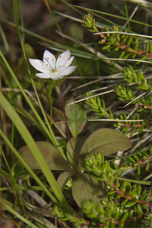 Image of Trientalis europaea specimen.