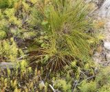 Carex brunnescens. Плодоносящее растение. Архангельская обл., Пинежский р-н, вырубка. 21.08.2011.