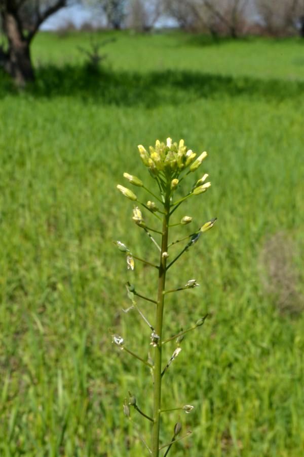Изображение особи Camelina microcarpa.