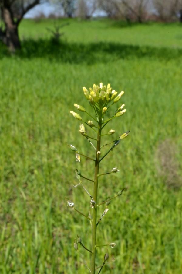 Image of Camelina microcarpa specimen.