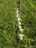 Spiranthes spiralis. Часть соцветия. Нидерланды, провинция Zuid-Holland, остров Goeree-Overflakkee, окрестности населённого пункта Ouddorp, заказник Westduinen, луг на месте многолетнего выпаса. 16 августа 2008 г.