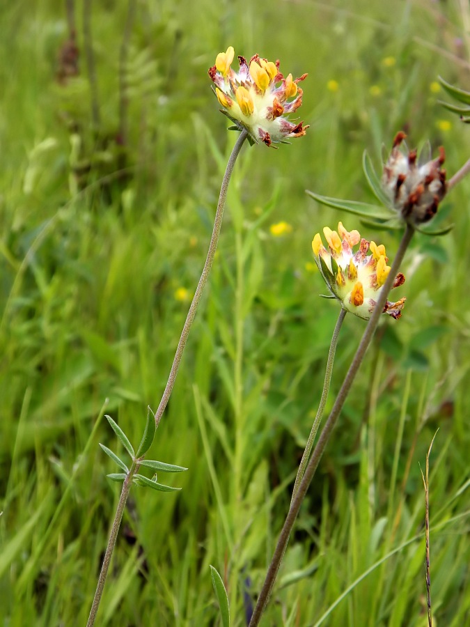 Image of Anthyllis vulneraria var. schiwereckii specimen.