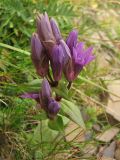 Gentianella carpatica