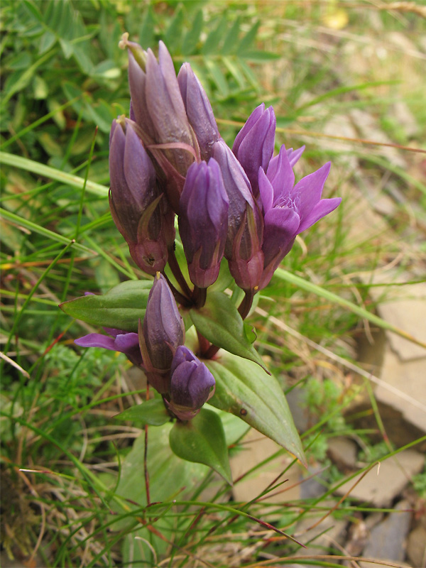 Изображение особи Gentianella carpatica.