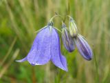Campanula serrata. Цветок и бутоны. Украина, Закарпатская обл., Раховский р-н, хр. Черногора, горный луг. 18 августа 2008 г.