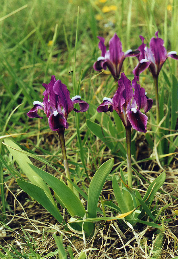 Image of Iris pumila specimen.