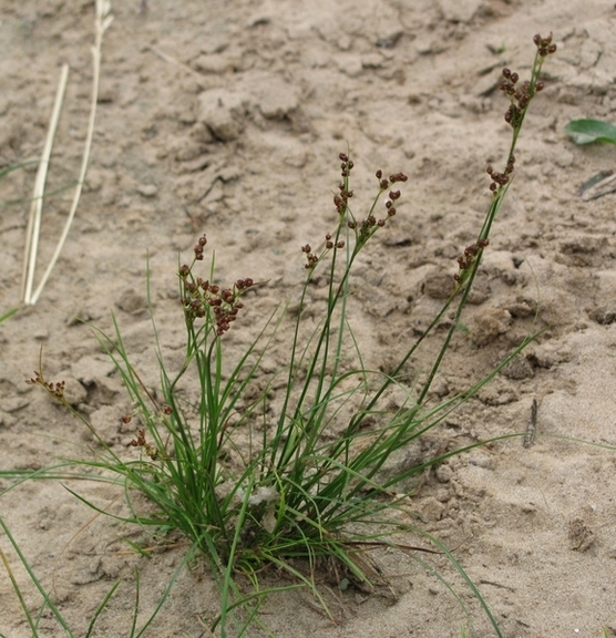 Image of Juncus compressus specimen.