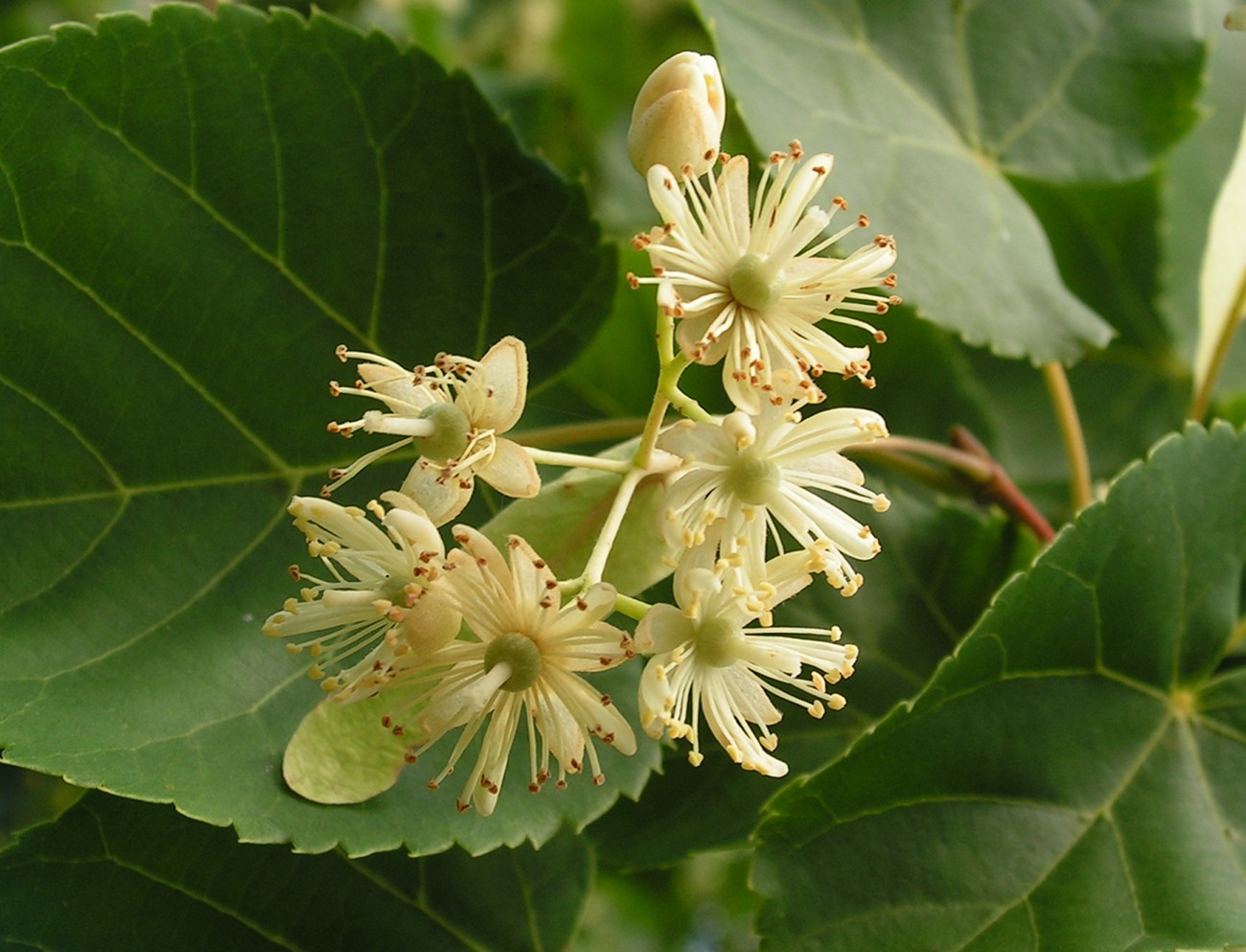 Image of Tilia taquetii specimen.