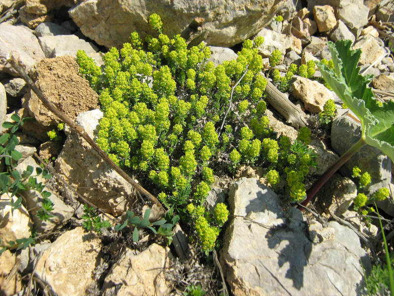 Image of Cruciata taurica specimen.