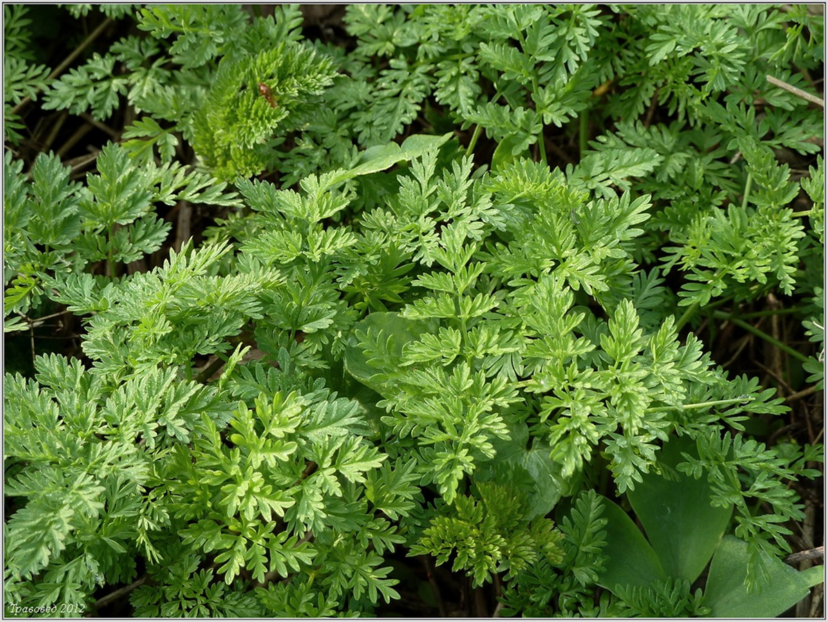 Image of Chaerophyllum bulbosum specimen.