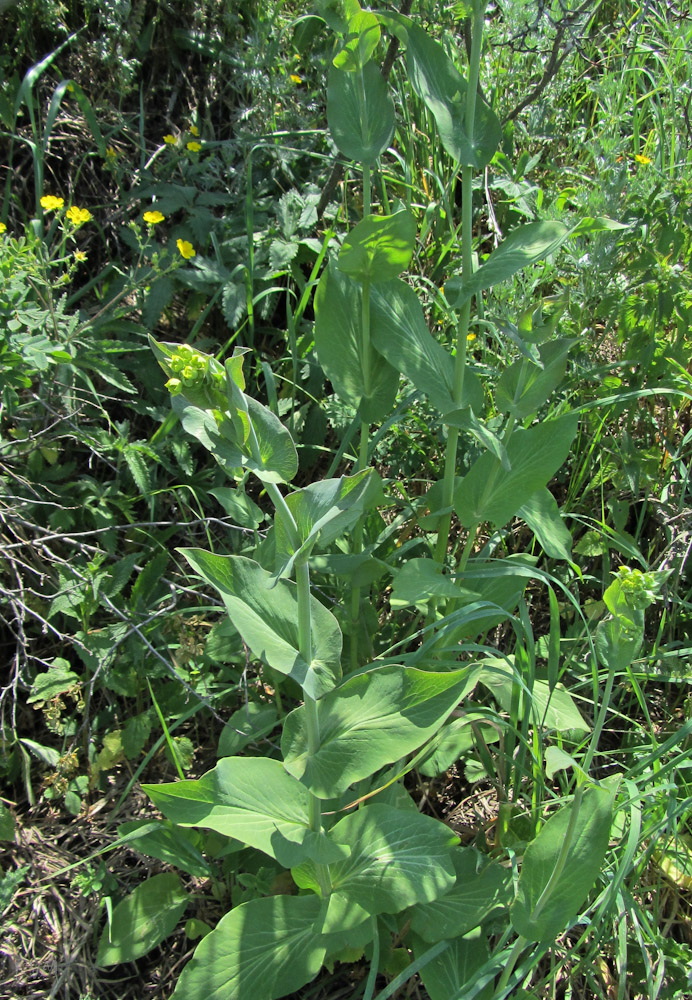 Image of Bupleurum longifolium ssp. aureum specimen.