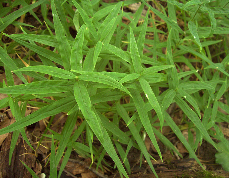 Image of Stellaria holostea specimen.