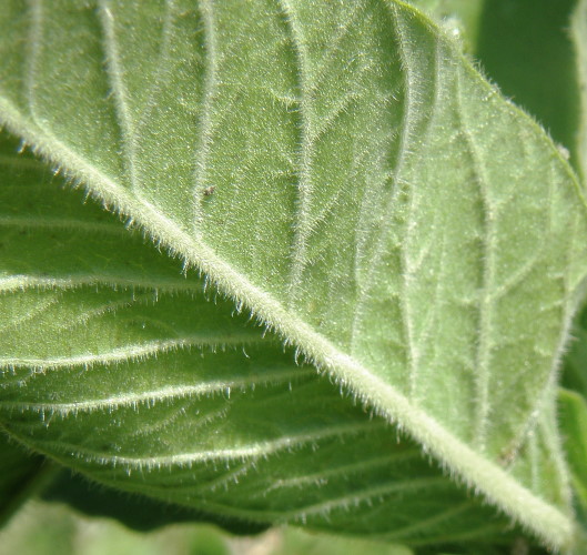 Image of Lysimachia verticillaris specimen.