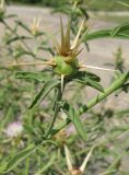 Centaurea calcitrapa