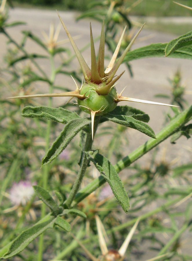 Изображение особи Centaurea calcitrapa.