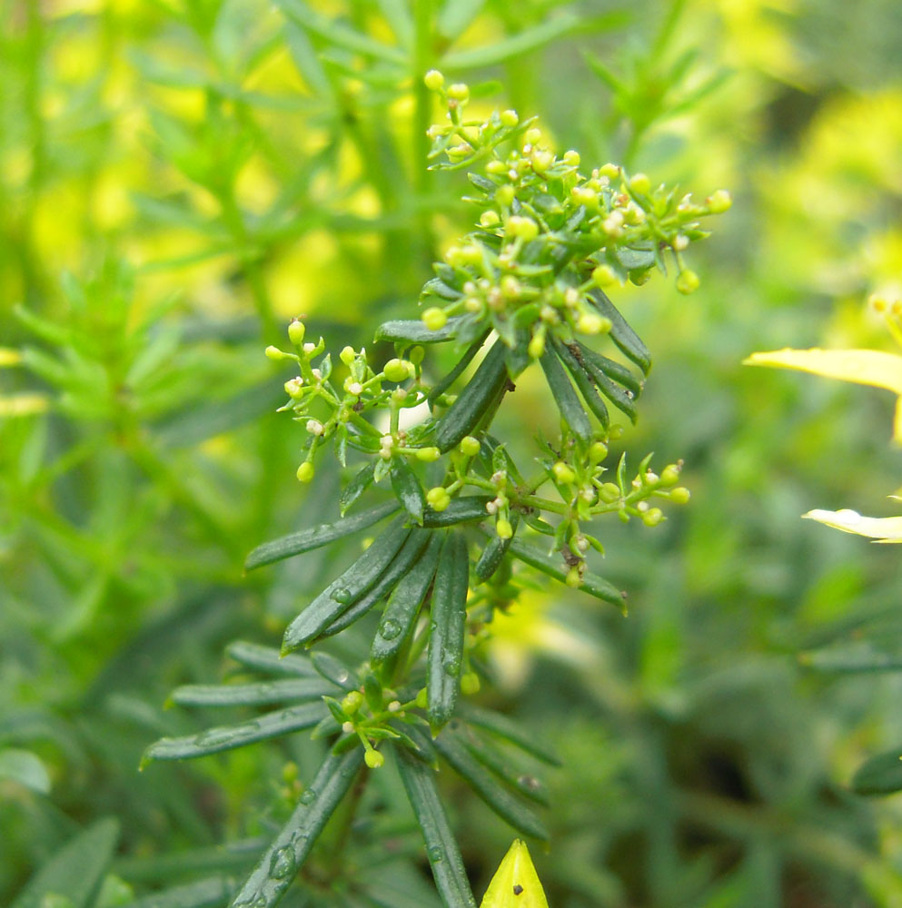 Изображение особи Galium consanguineum.