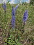 Veronica spicata подвид bashkiriensis
