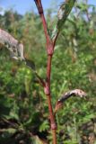 Persicaria × lenticularis. Часть побега. Крым, Симферополь, западный берег Симферопольского водохранилища. 5 августа 2012 г.