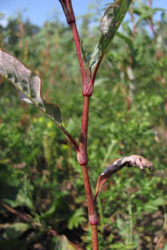 Image of Persicaria &times; lenticularis specimen.