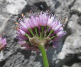 Allium lusitanicum