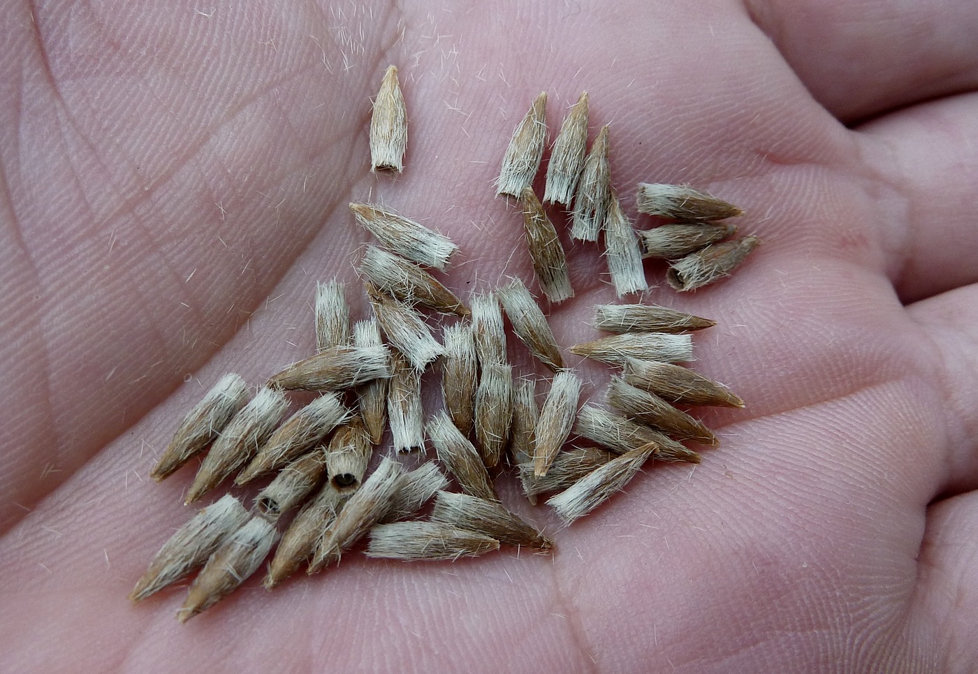 Image of Echinops sphaerocephalus specimen.