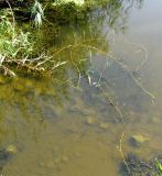 Phragmites altissimus. Наступающие (наплывающие на поверхность воды) побеги. Астраханская обл., Лиманский р-н, окр. с. Камышово, залив лимана Шаряман. 10.08.2012.