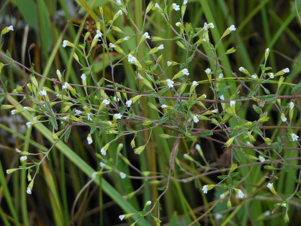 Image of Omphalothrix longipes specimen.