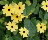 Thunbergia alata. Цветки. Нидерланды, г. Venlo, \"Floriada 2012\". 11.09.2012.