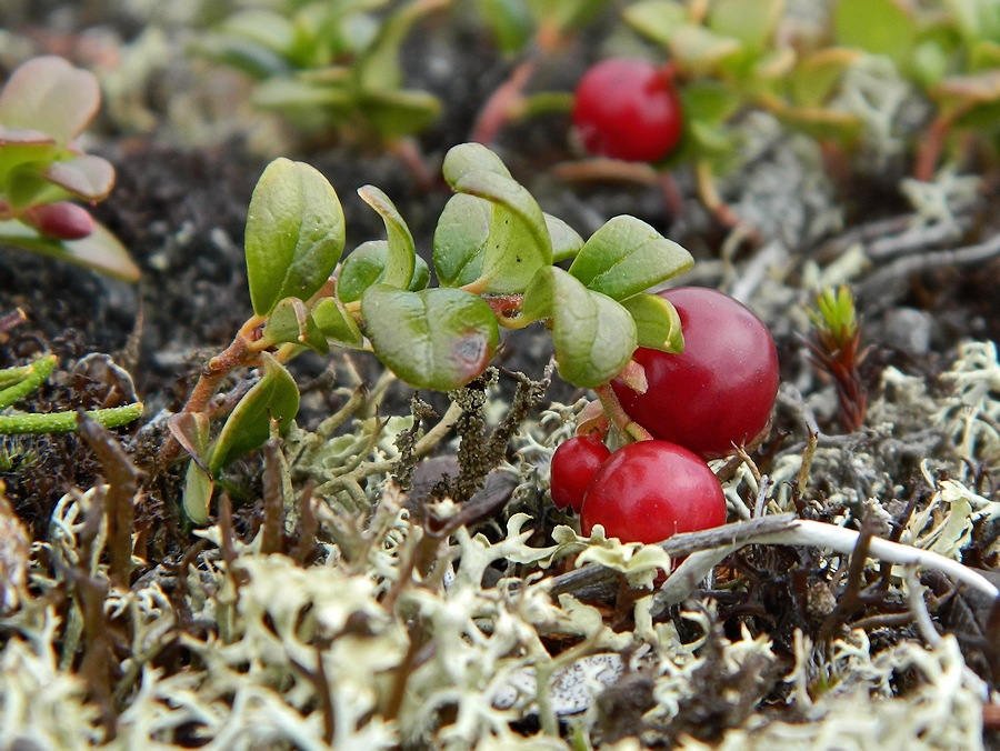 Image of Vaccinium vitis-idaea var. minus specimen.